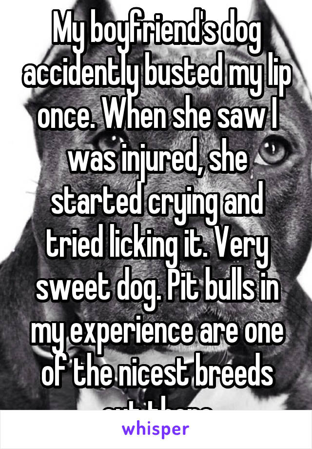 My boyfriend's dog accidently busted my lip once. When she saw I was injured, she started crying and tried licking it. Very sweet dog. Pit bulls in my experience are one of the nicest breeds out there