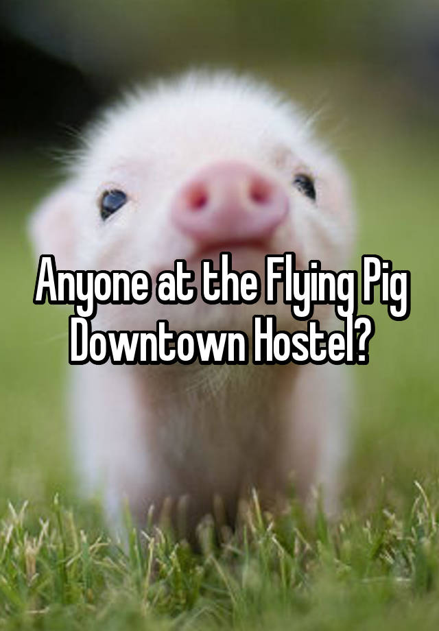 Anyone at the Flying Pig Downtown Hostel?