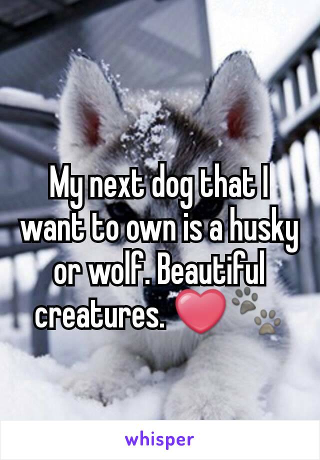 My next dog that I want to own is a husky or wolf. Beautiful creatures. ❤🐾