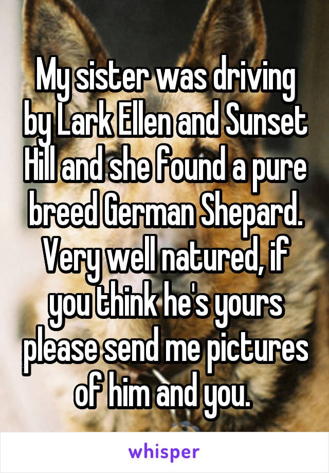 My sister was driving by Lark Ellen and Sunset Hill and she found a pure breed German Shepard. Very well natured, if you think he's yours please send me pictures of him and you. 