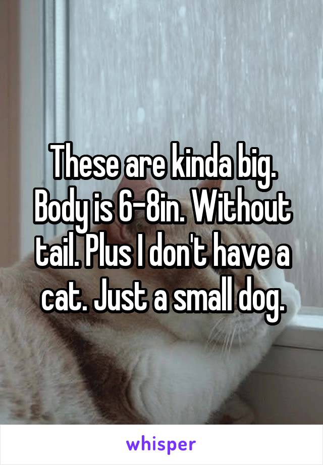 These are kinda big. Body is 6-8in. Without tail. Plus I don't have a cat. Just a small dog.