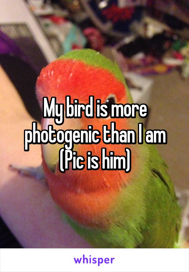 My bird is more photogenic than I am
(Pic is him)