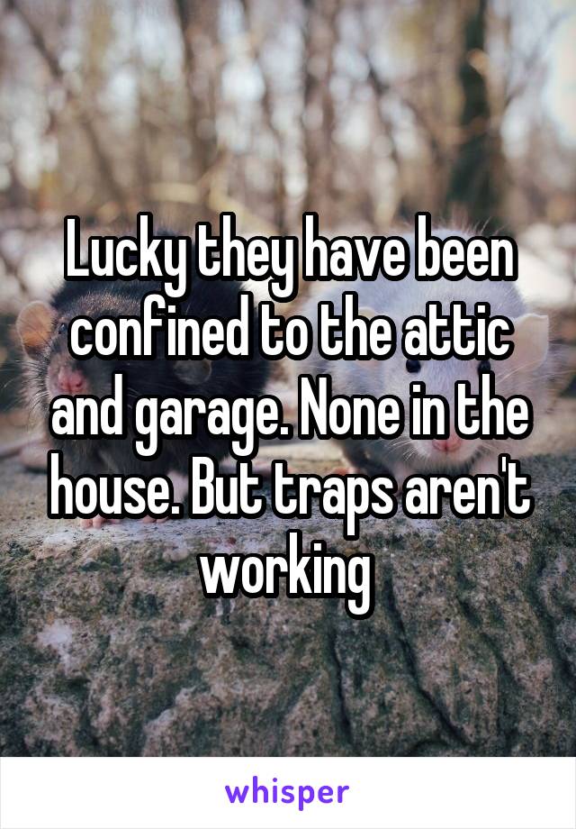 Lucky they have been confined to the attic and garage. None in the house. But traps aren't working 