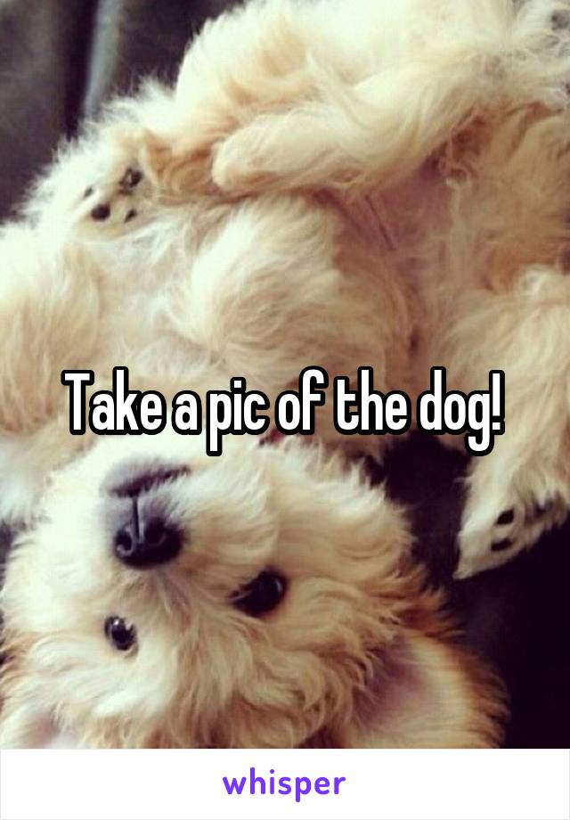 Take a pic of the dog! 