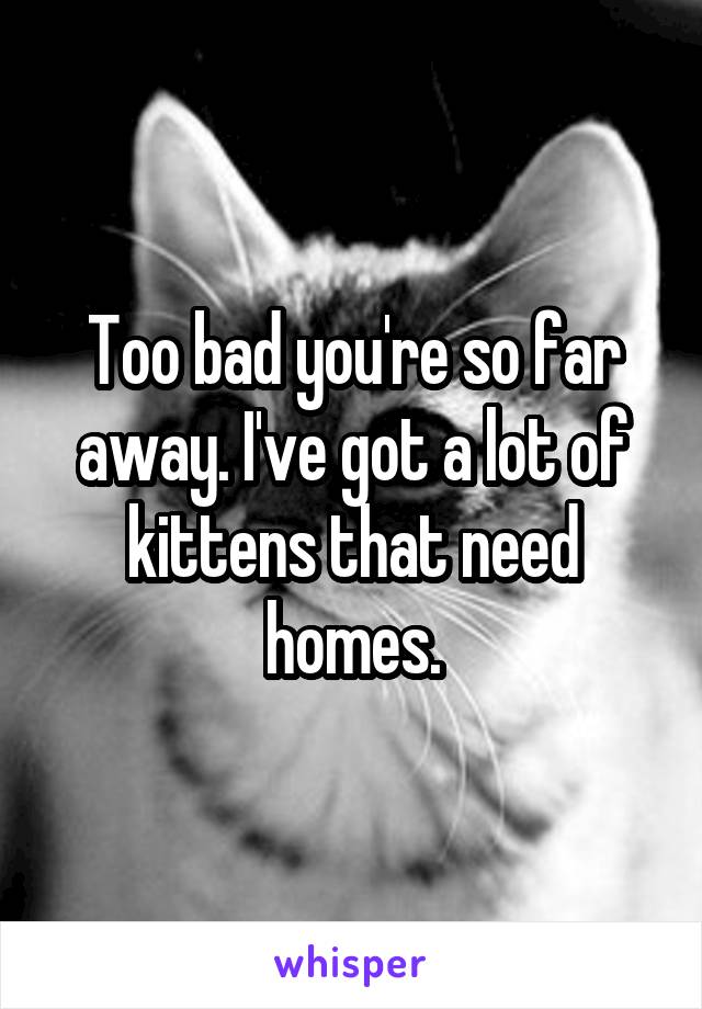 Too bad you're so far away. I've got a lot of kittens that need homes.