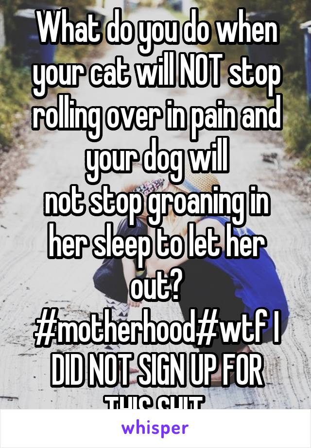 What do you do when your cat will NOT stop rolling over in pain and your dog will
not stop groaning in her sleep to let her out? #motherhood#wtf I DID NOT SIGN UP FOR
THIS SHIT 