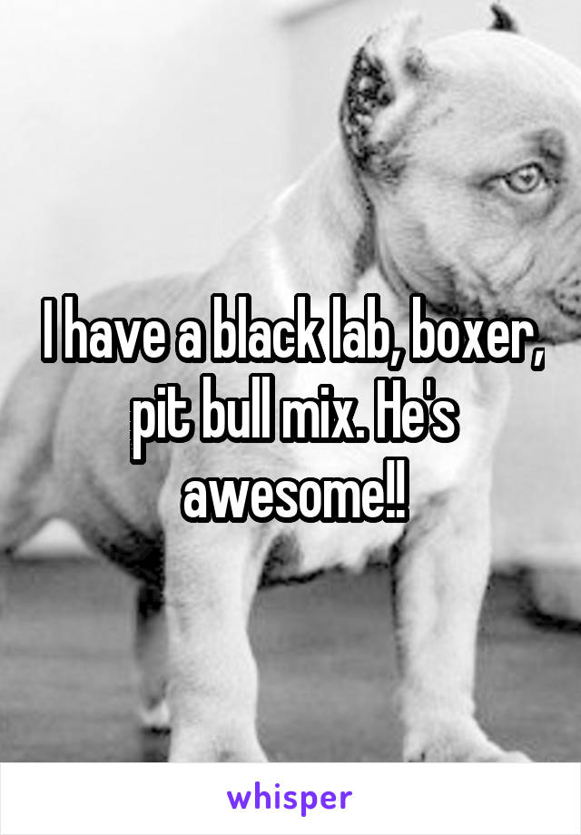 I have a black lab, boxer, pit bull mix. He's awesome!!