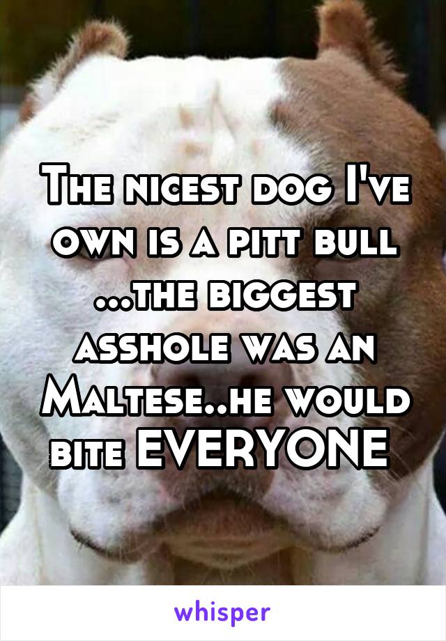 The nicest dog I've own is a pitt bull ...the biggest asshole was an Maltese..he would bite EVERYONE 