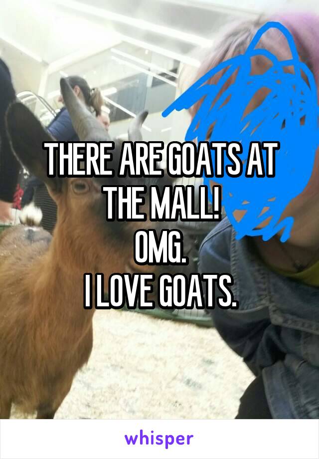 THERE ARE GOATS AT THE MALL!
OMG.
I LOVE GOATS.