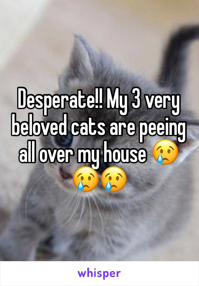 Desperate!! My 3 very beloved cats are peeing all over my house 😢😢😢