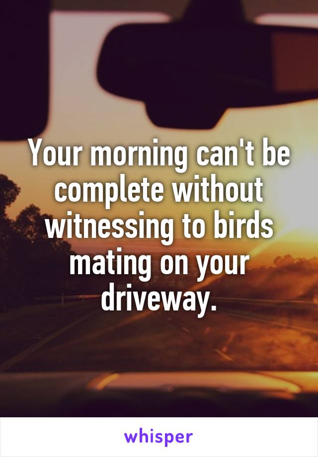 Your morning can't be complete without witnessing to birds mating on your driveway.