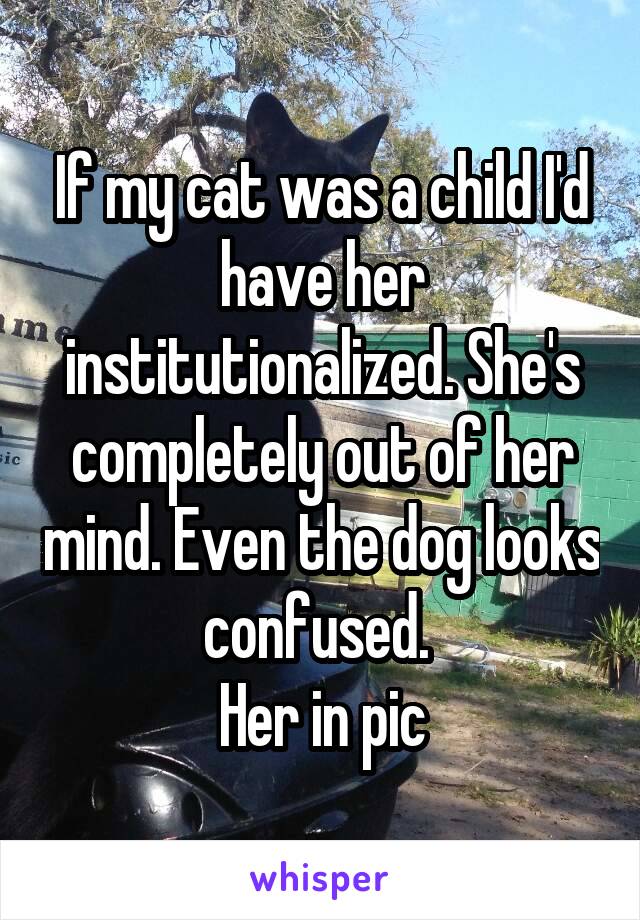 If my cat was a child I'd have her institutionalized. She's completely out of her mind. Even the dog looks confused. 
Her in pic