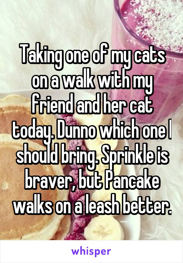 Taking one of my cats on a walk with my friend and her cat today. Dunno which one I should bring. Sprinkle is braver, but Pancake walks on a leash better.