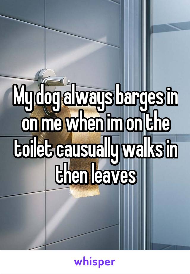 My dog always barges in on me when im on the toilet causually walks in then leaves