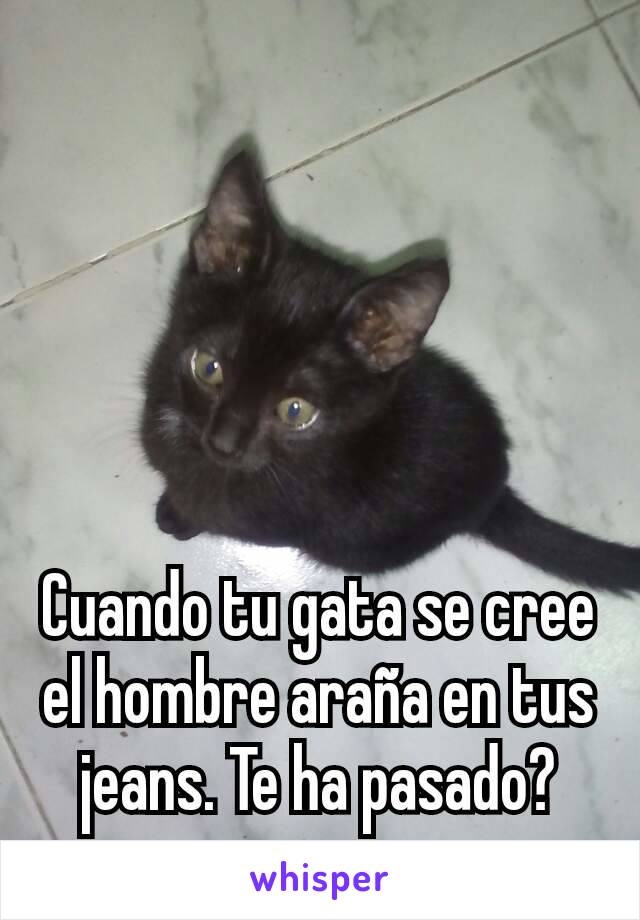 Cuando tu gata se cree el hombre araña en tus jeans. Te ha pasado?