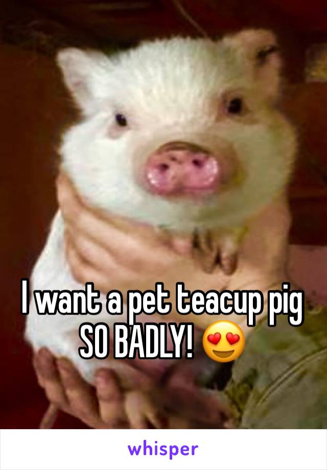 I want a pet teacup pig SO BADLY! 😍