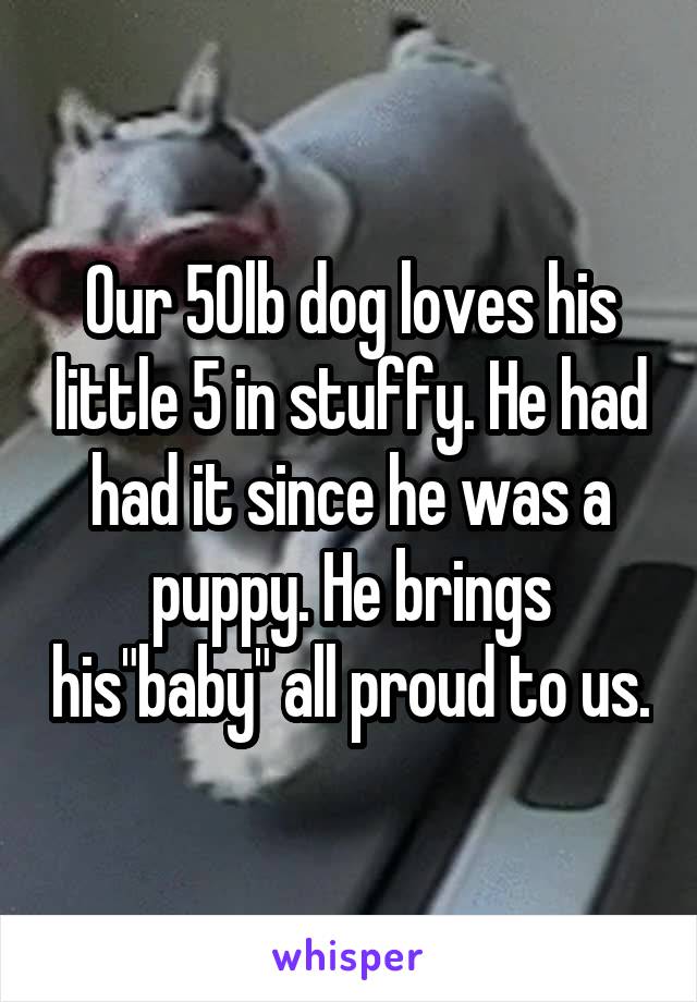 Our 50lb dog loves his little 5 in stuffy. He had had it since he was a puppy. He brings his"baby" all proud to us.