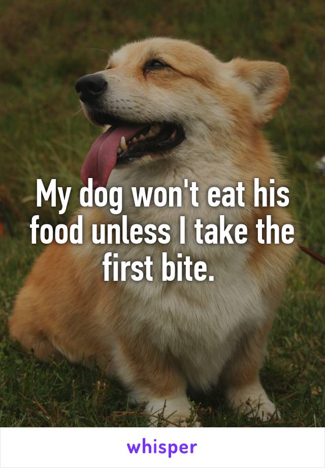 My dog won't eat his food unless I take the first bite. 