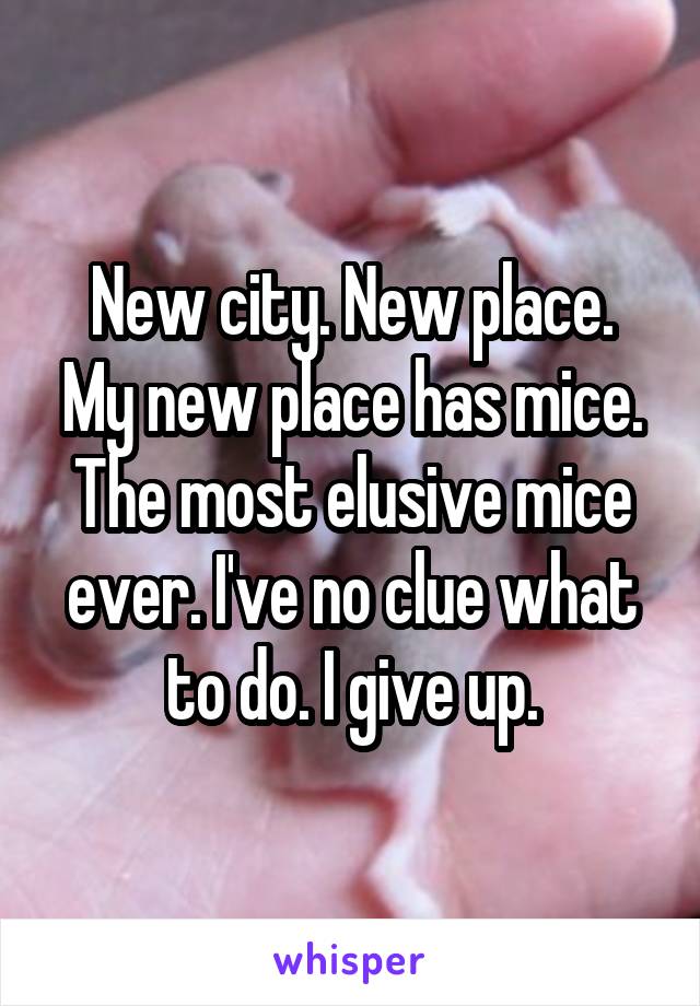 New city. New place.
My new place has mice. The most elusive mice ever. I've no clue what to do. I give up.