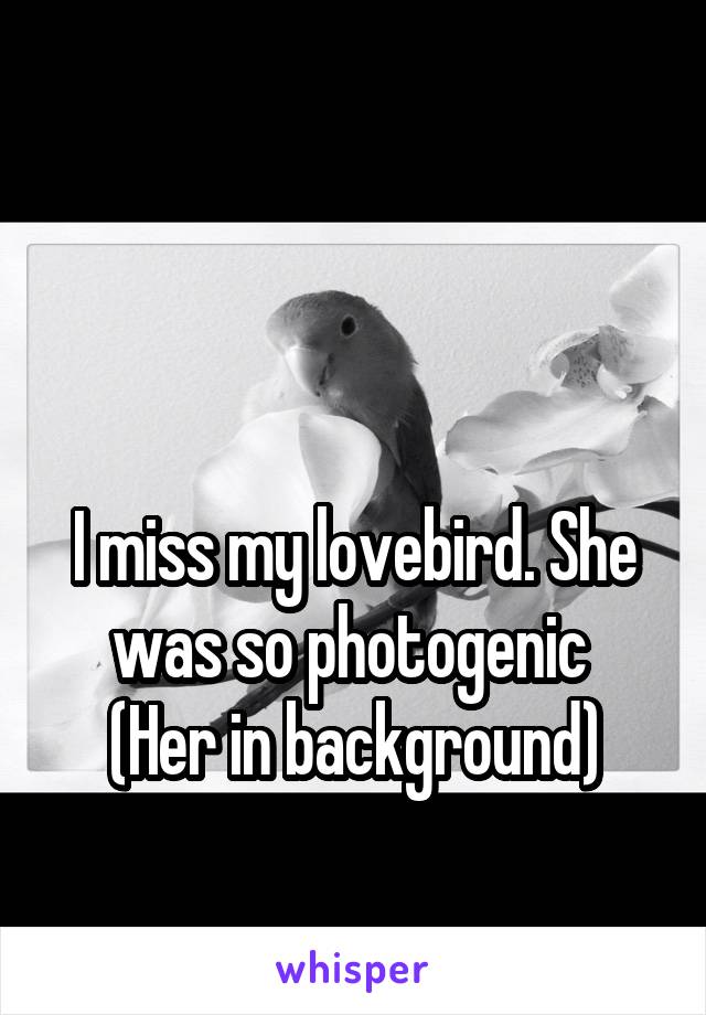 


I miss my lovebird. She was so photogenic 
(Her in background)