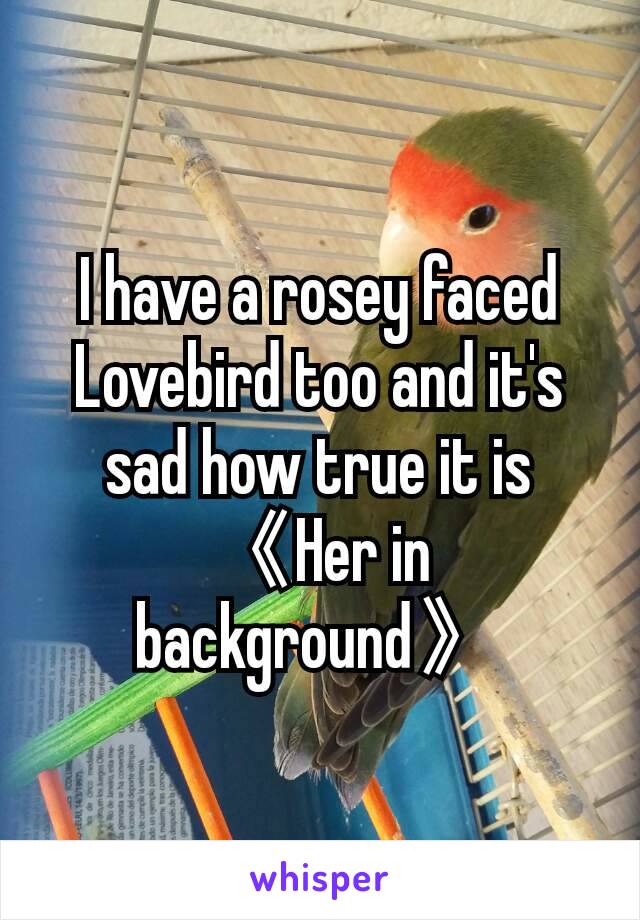 I have a rosey faced Lovebird too and it's sad how true it is
《Her in background》