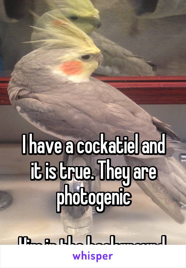 




I have a cockatiel and it is true. They are photogenic

Him in the background 