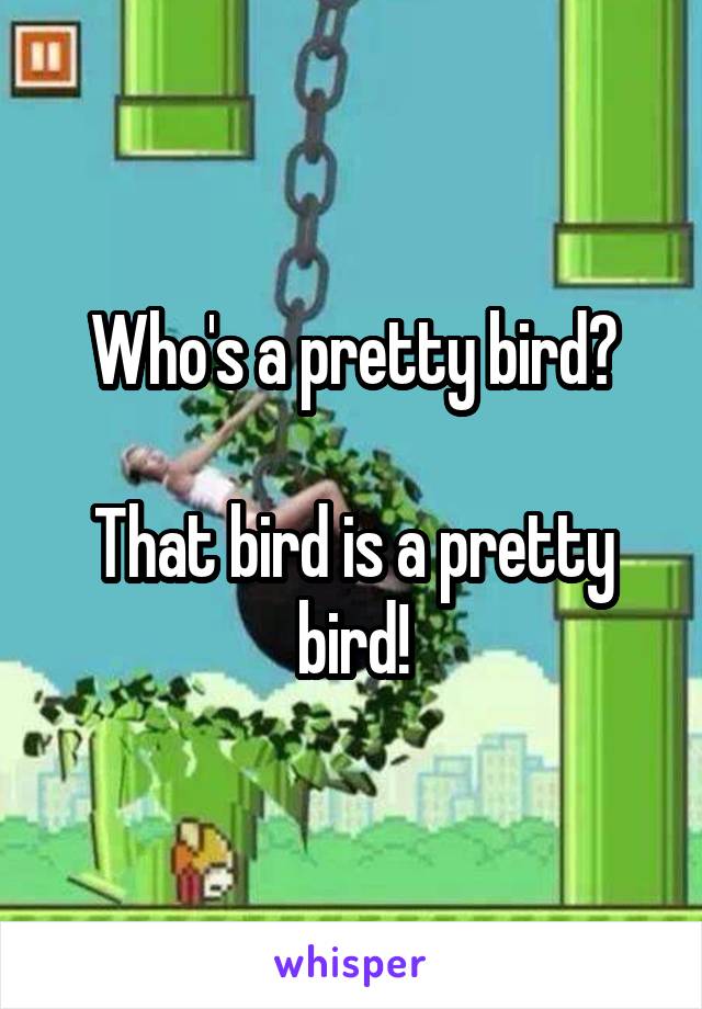 Who's a pretty bird?

That bird is a pretty bird!