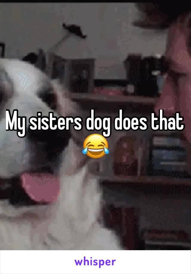 My sisters dog does that 😂