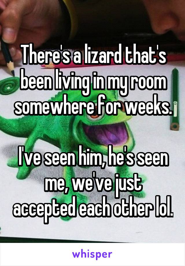 There's a lizard that's been living in my room somewhere for weeks.

I've seen him, he's seen me, we've just accepted each other lol.