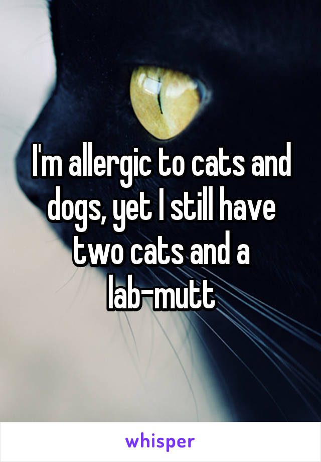 I'm allergic to cats and dogs, yet I still have two cats and a lab-mutt