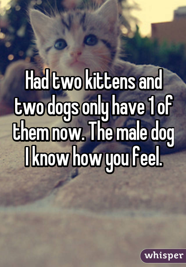 Had two kittens and two dogs only have 1 of them now. The male dog I know how you feel.
 