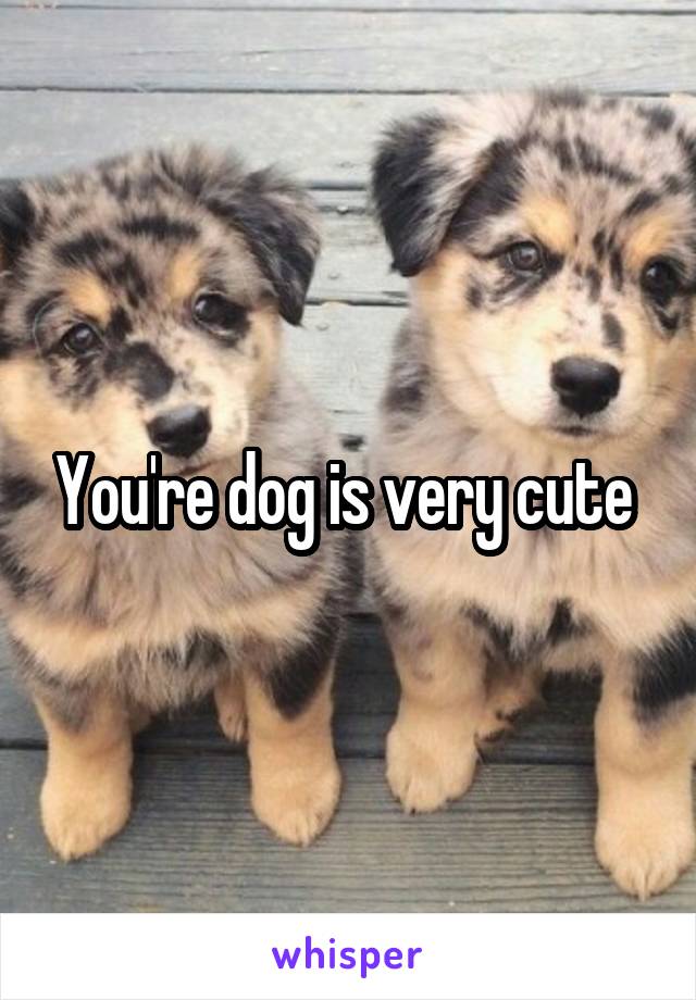 You're dog is very cute 