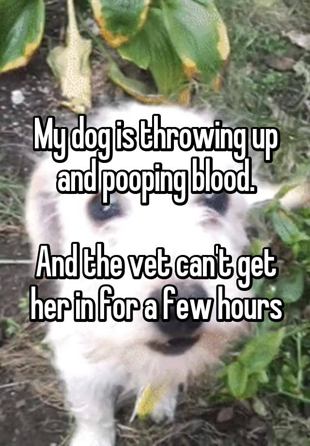 my-dog-is-throwing-up-and-pooping-blood-and-the-vet-can-t-get-her-in