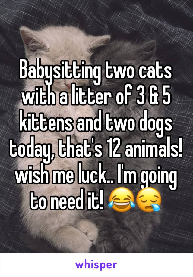 Babysitting two cats with a litter of 3 & 5 kittens and two dogs today, that's 12 animals!wish me luck.. I'm going to need it! 😂😪