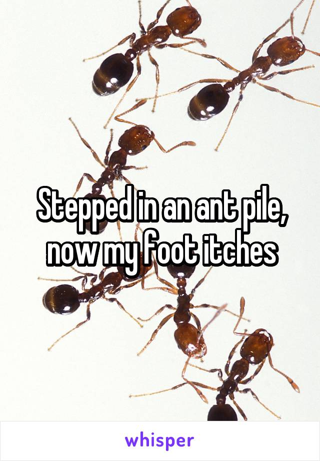 Stepped in an ant pile, now my foot itches