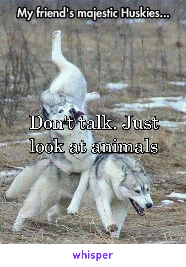 Don't talk. Just look at animals