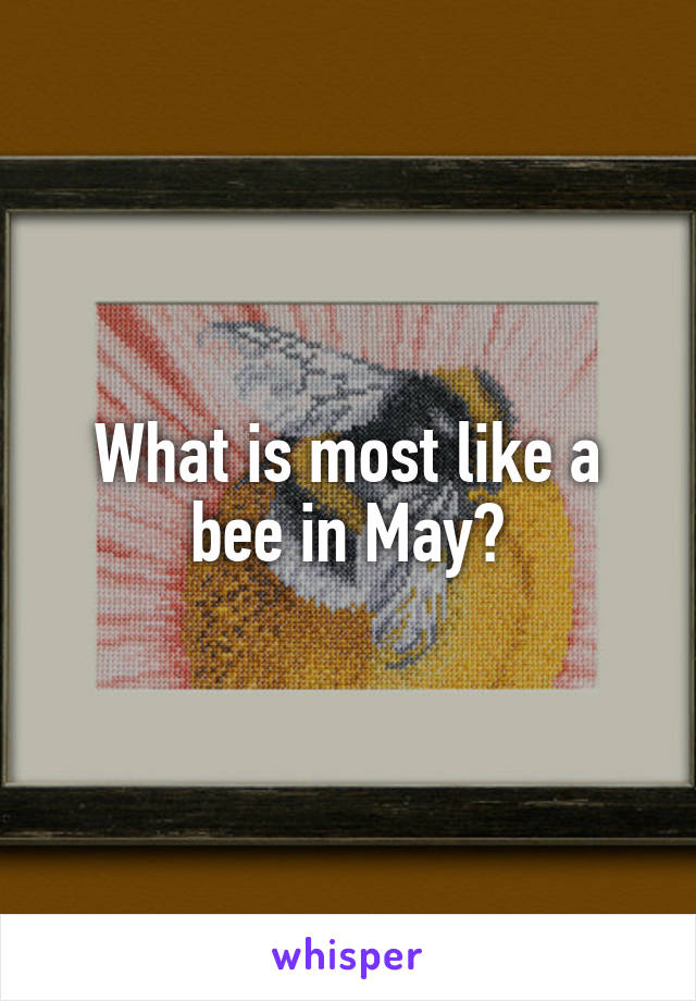 What is most like a bee in May?