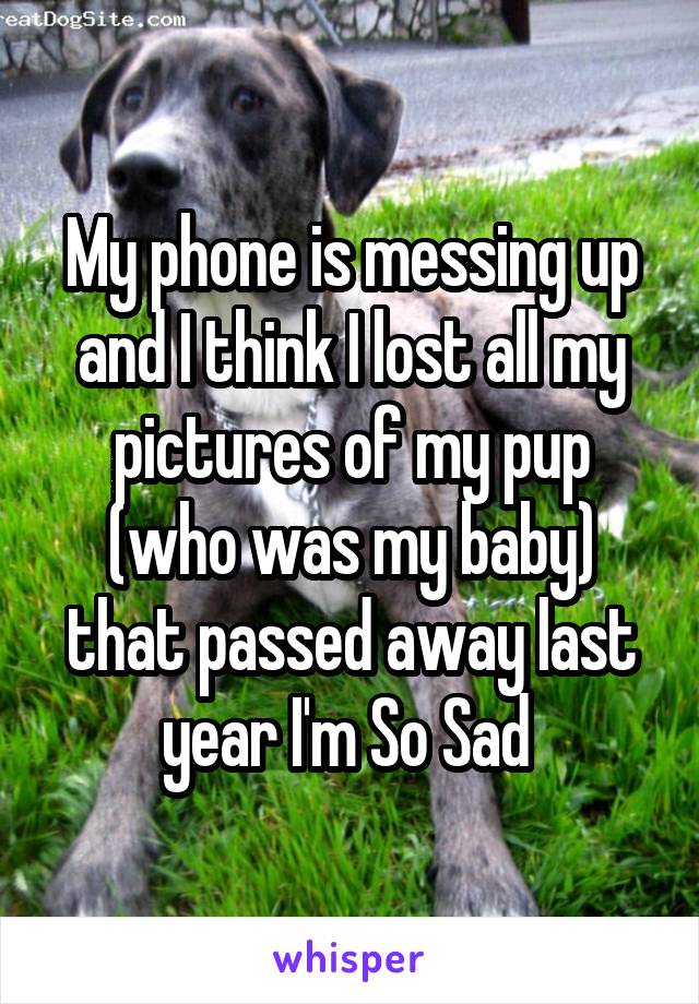 My phone is messing up and I think I lost all my pictures of my pup (who was my baby) that passed away last year I'm So Sad 