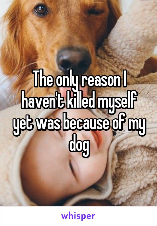 The only reason I haven't killed myself yet was because of my dog