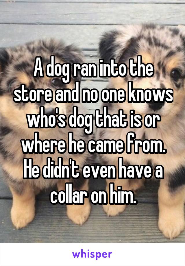 A dog ran into the store and no one knows who's dog that is or where he came from. He didn't even have a collar on him.