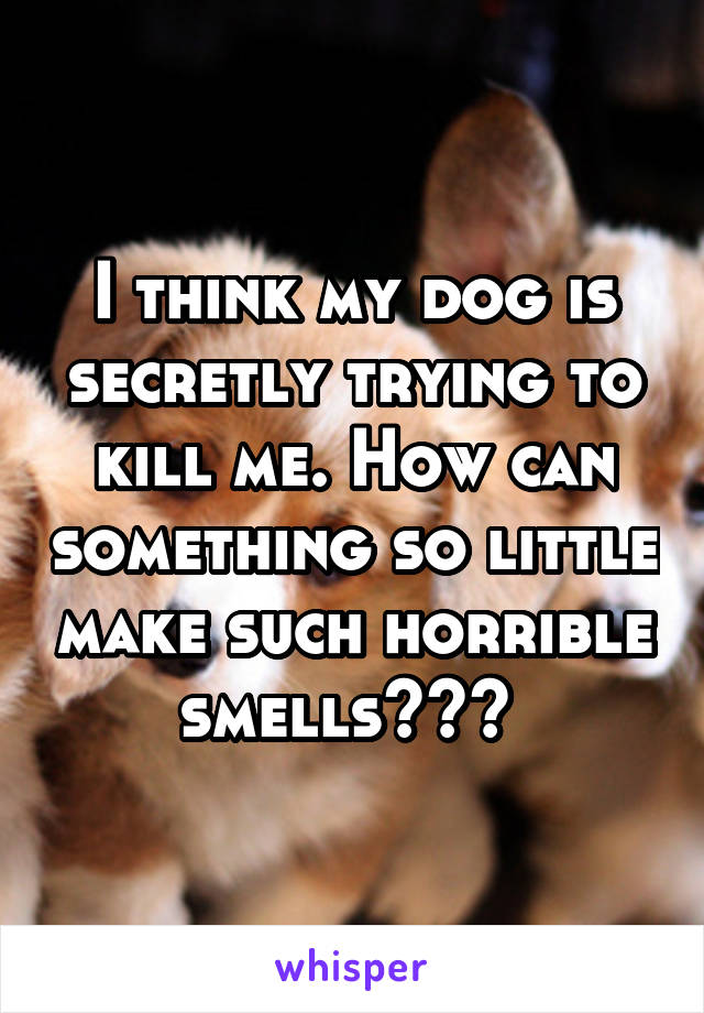 I think my dog is secretly trying to kill me. How can something so little make such horrible smells??? 