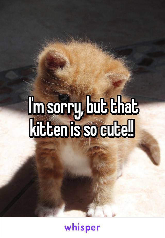 I'm sorry, but that kitten is so cute!! 