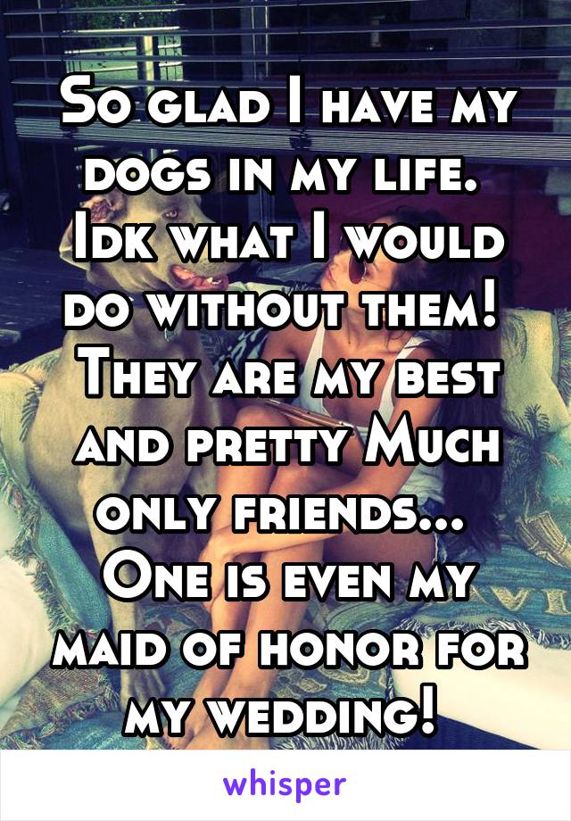 So glad I have my dogs in my life.  Idk what I would do without them!  They are my best and pretty Much only friends...  One is even my maid of honor for my wedding! 