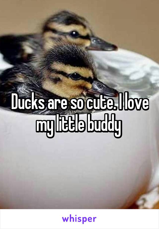 Ducks are so cute. I love my little buddy 