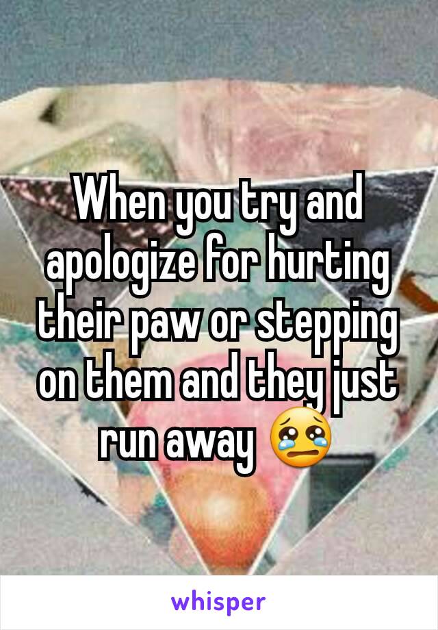 When you try and apologize for hurting their paw or stepping on them and they just run away 😢