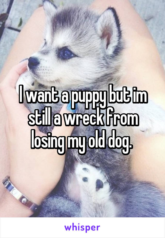 I want a puppy but im still a wreck from losing my old dog. 