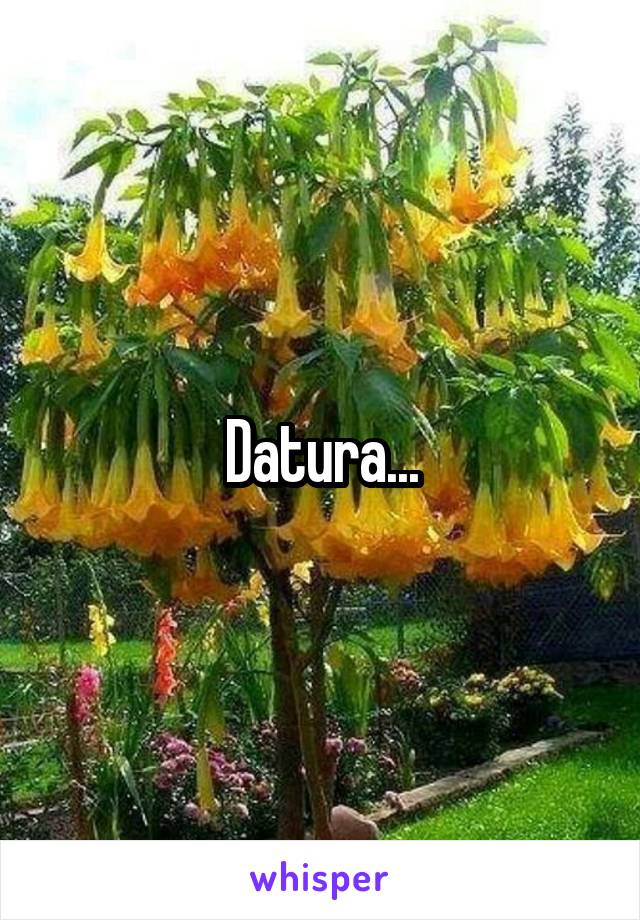 Datura...