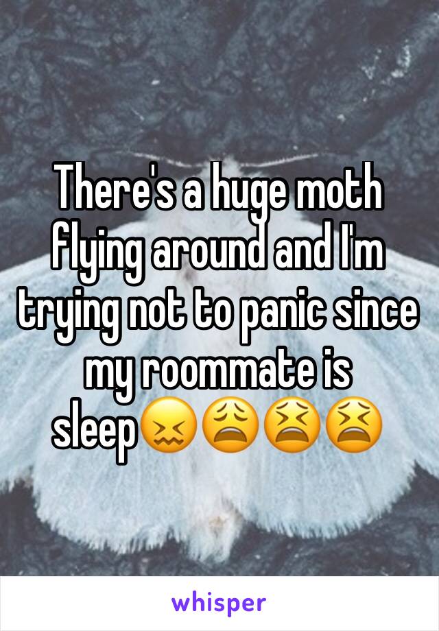 There's a huge moth flying around and I'm trying not to panic since my roommate is sleep😖😩😫😫