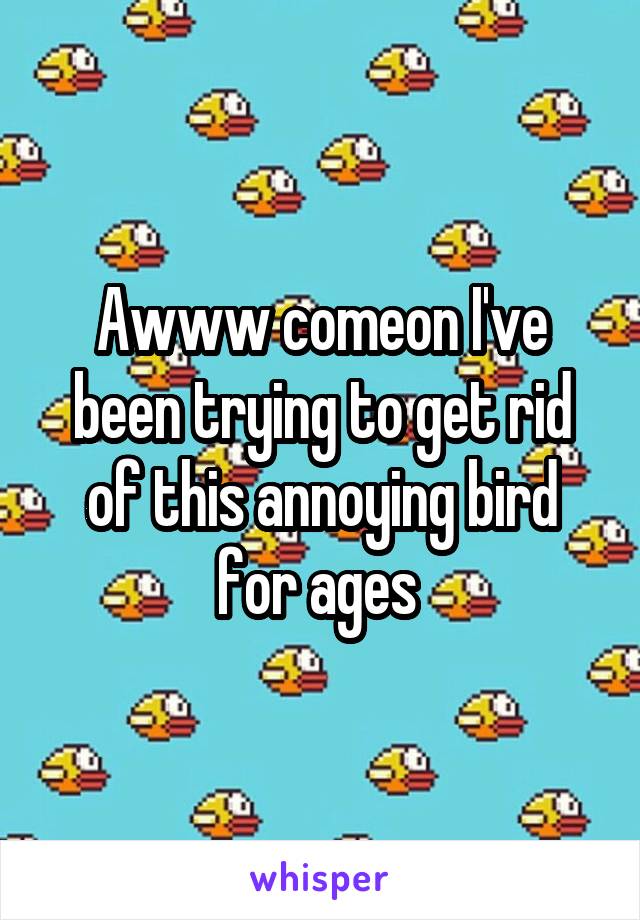 Awww comeon I've been trying to get rid of this annoying bird for ages 