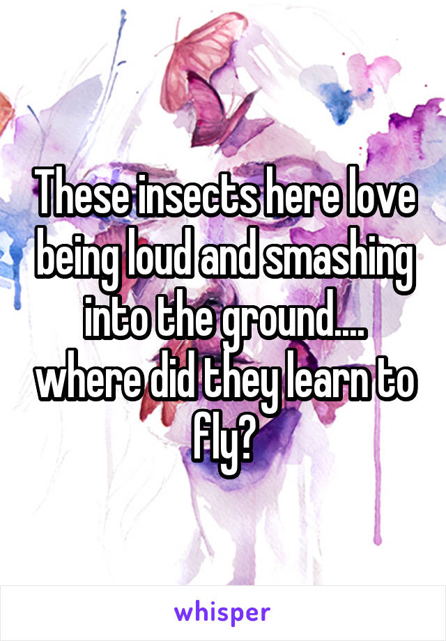 These insects here love being loud and smashing into the ground.... where did they learn to fly?